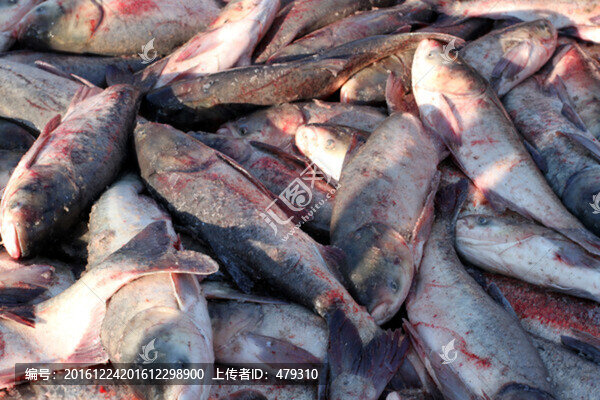 冬捕,捕魚(yú)