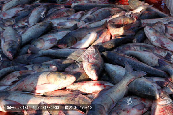 冬捕,捕魚