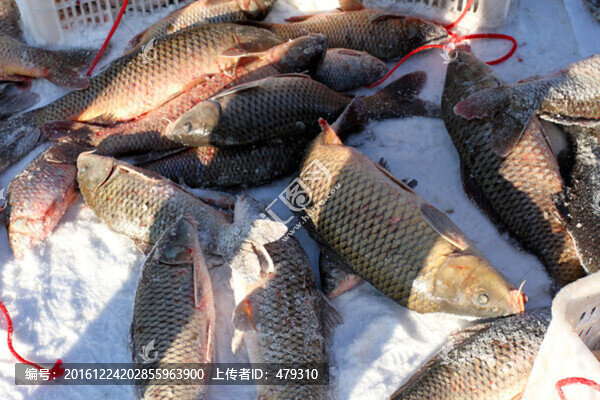 冬捕,捕魚,打凍網(wǎng)