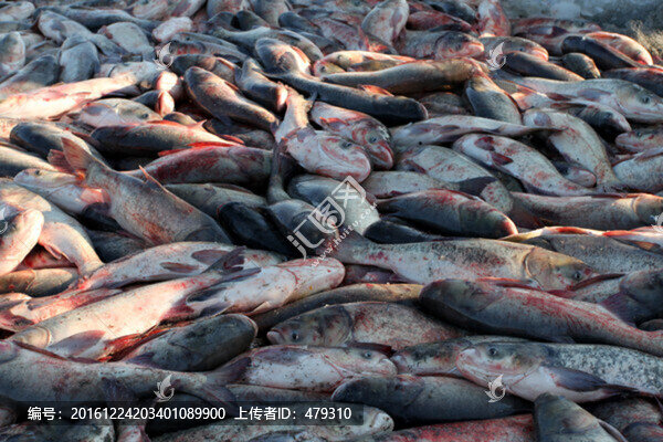 冬捕,捕魚