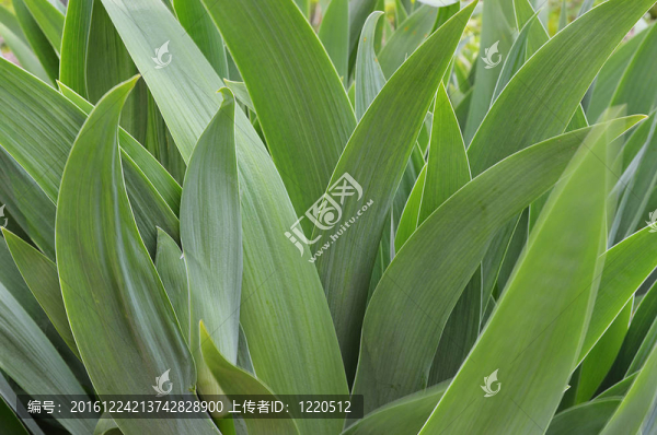 鳶尾花的葉子
