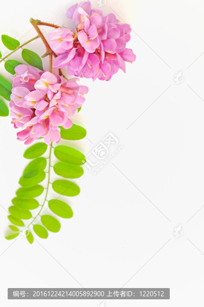 相思的粉紅色的花朵-,Robinia,hispida
