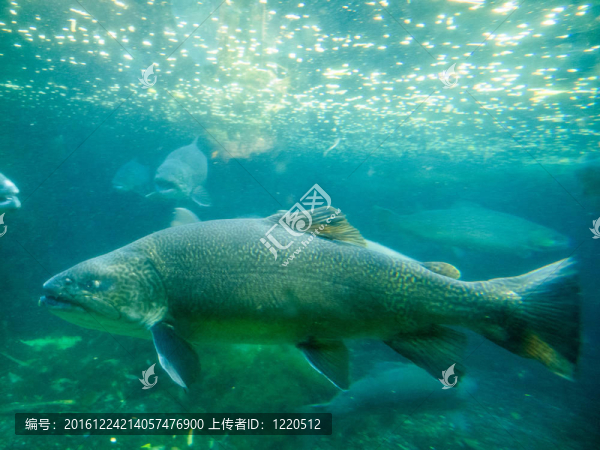 Tiger,Trout（Salmo,trutta,X紅點鮭鮭）水下