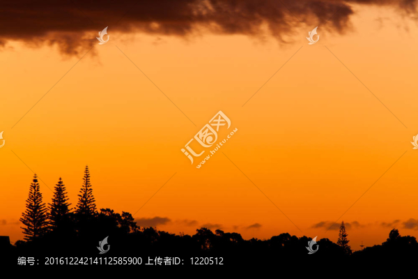 Norfolk松樹的橙色落日和剪影