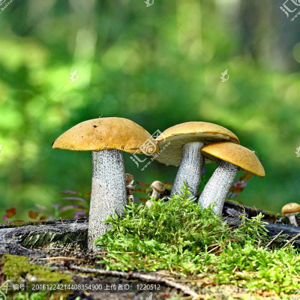 橙蓋牛肝菌蘑菇苔蘚