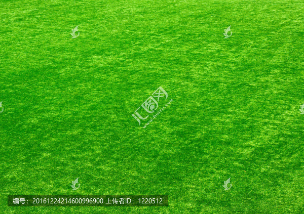 紋理的綠色草坪
