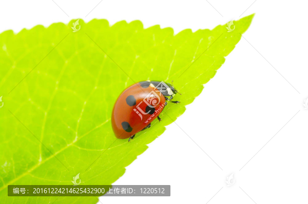 瓢蟲