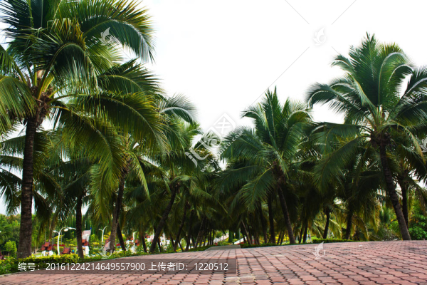 熱帶公園之路-抽象旅游背景