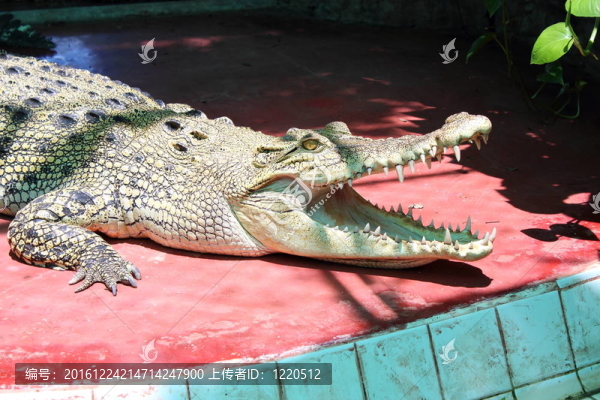 crocodils