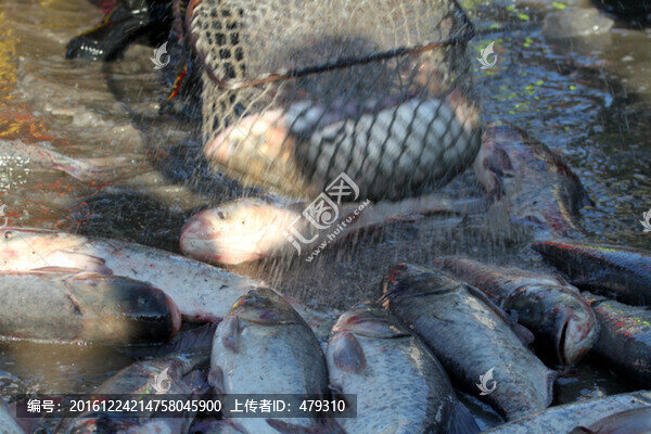 冬捕,捕魚(yú)