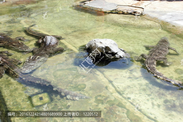 crocodils