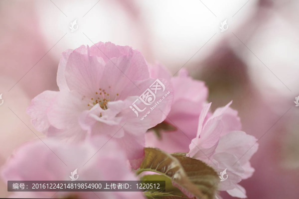 完全綻放的櫻花