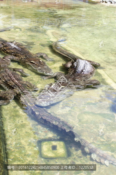 crocodils