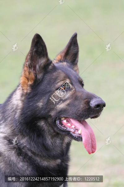 德國(guó)牧羊犬的畫像