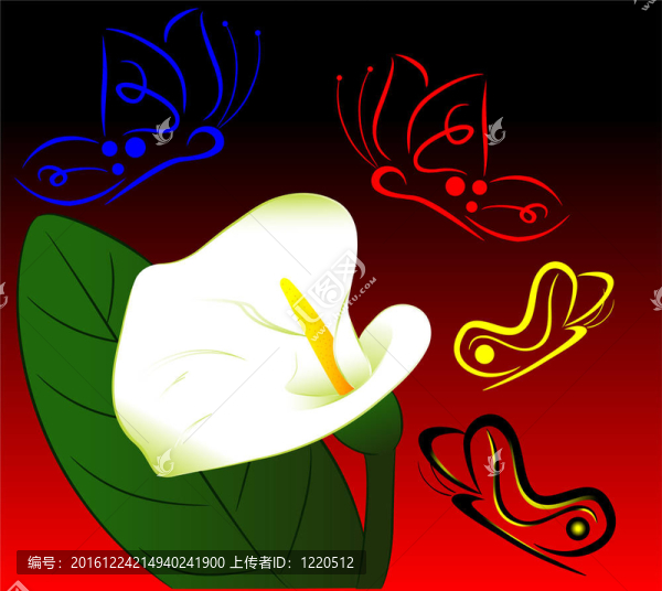 白花蝴蝶