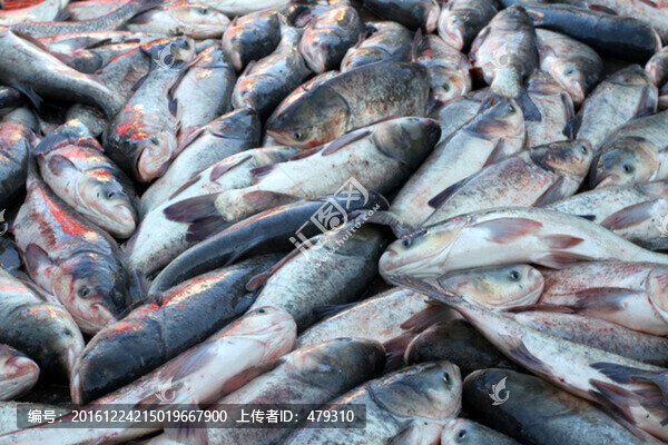 冬捕,捕魚,打凍網(wǎng)