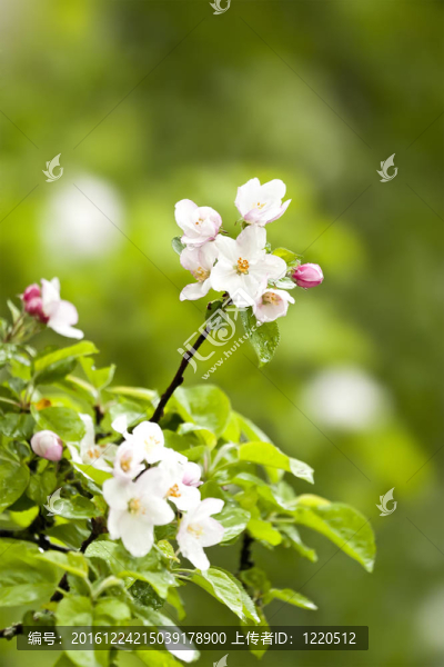 蘋果花