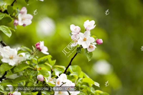 蘋果花