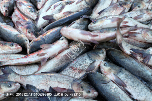 冬捕,捕魚,打凍網,淡水魚