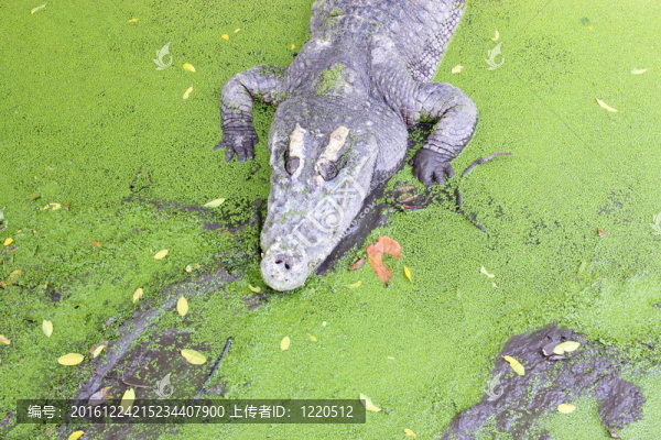 crocodils