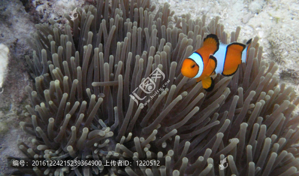 橙色的小丑魚