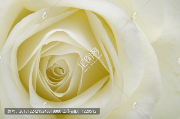 白玫瑰心與花瓣的宏