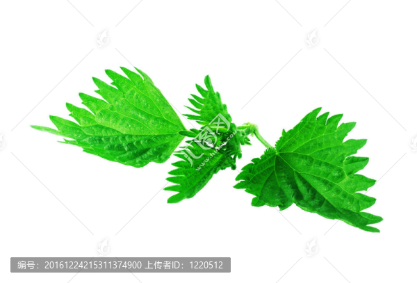 蕁麻葉