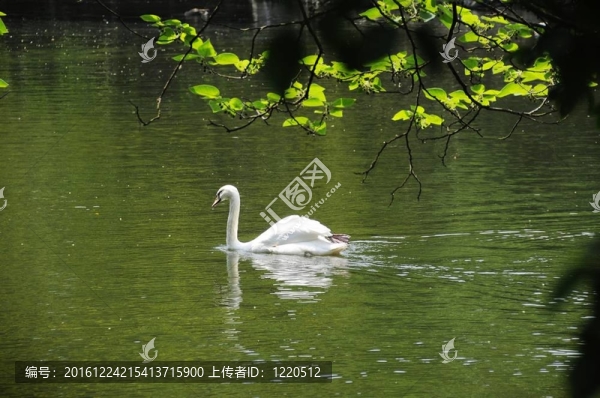 白天鵝
