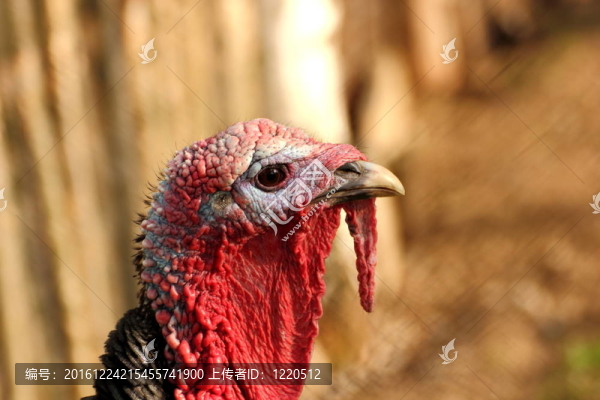 色彩鮮艷的鳥(niǎo)