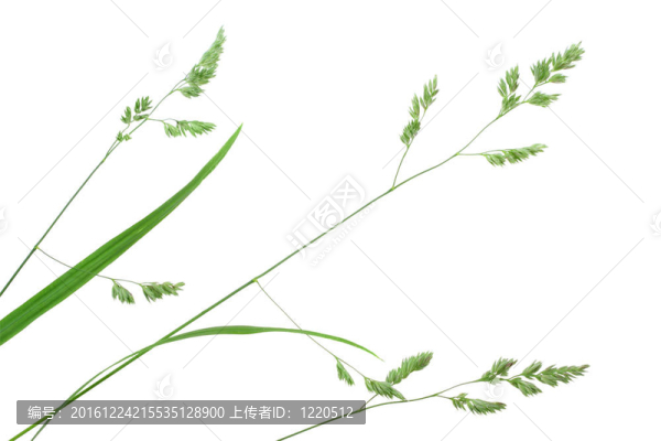 綠枝