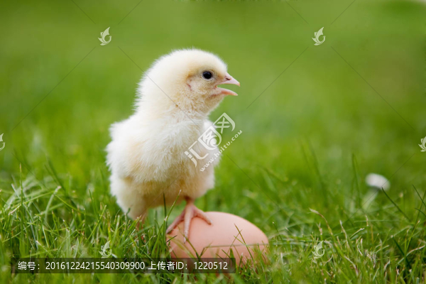 小雞
