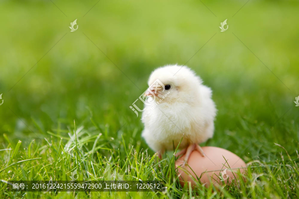 小雞