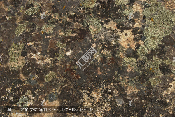 Lichens和巖石表面的苔蘚