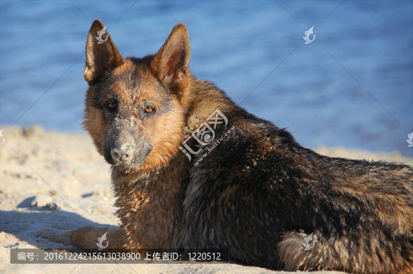 德國牧羊犬