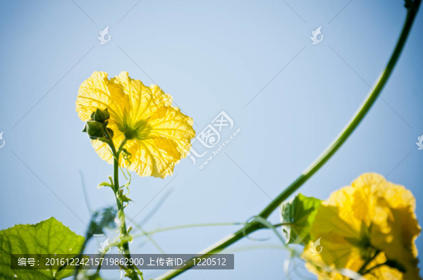 蔬菜黃色植物