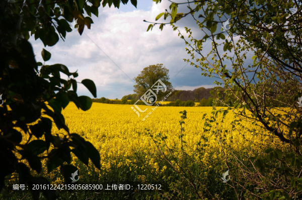通過(guò)以一個(gè)trree綠籬