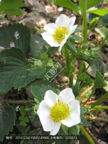草莓開花