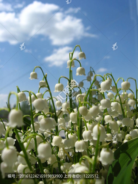 美麗的百合花