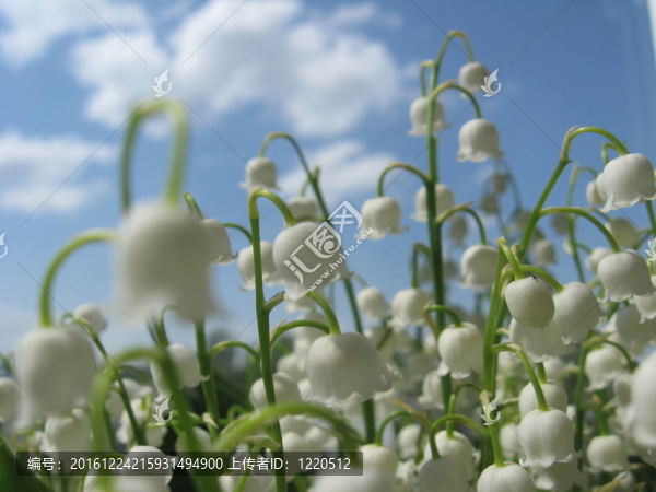 美麗的百合花