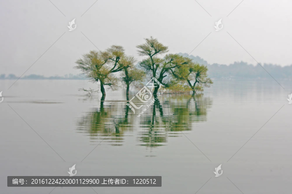 樹(shù)木和丘陵景觀；參考