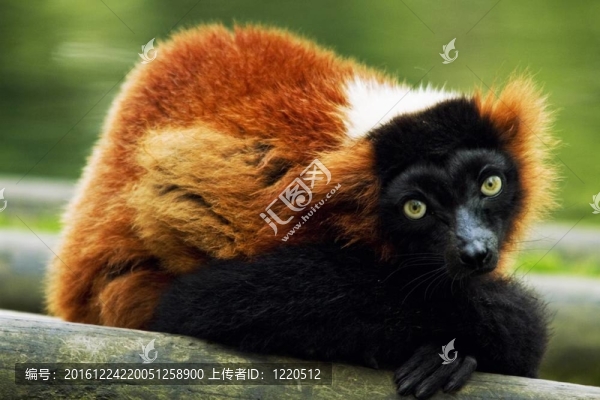 紅頸狐猴
