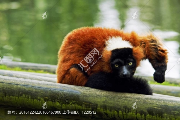 紅頸狐猴