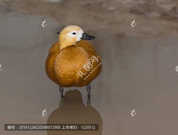 小鴨子。