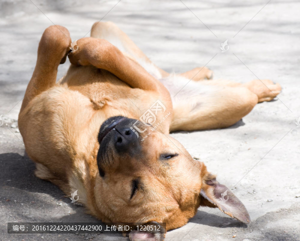 黑色牧羊犬
