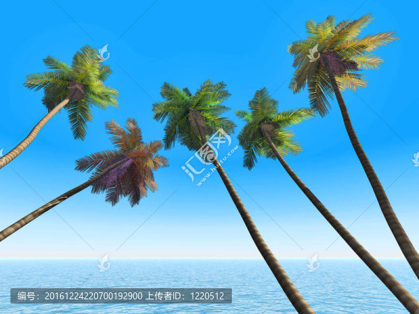 棕櫚樹在一個(gè)異國情調(diào)的熱帶海灘上的背景明確的天空和藍(lán)色透明的海洋