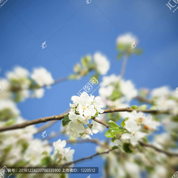 春季蘋果開花