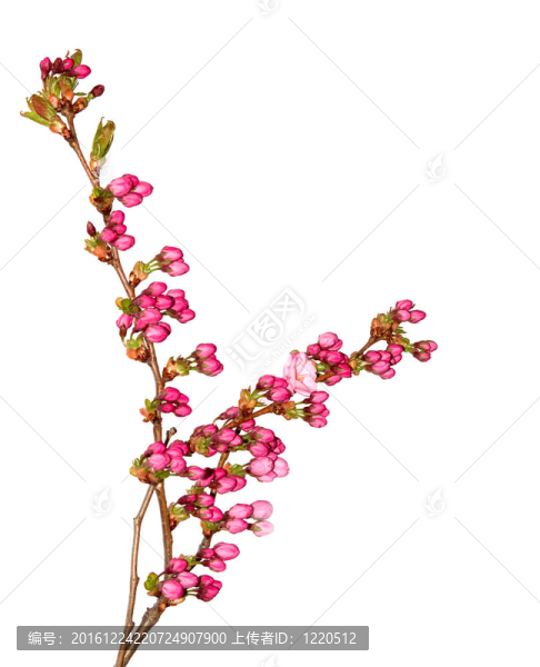櫻花花蕾。