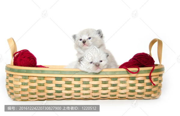 兩只可愛的小貓