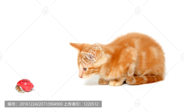 小貓玩寄居蟹
