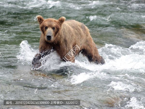 大Brown,Bear在河里釣鮭魚